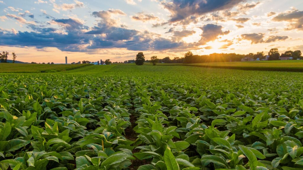 farmland tobacco crop